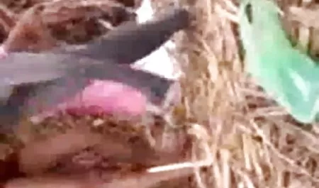सौंदर्य जीभ हिंदी सेक्सी मूवी पिक्चर गुदा प्रेमिका और लड़के की मोटी मुर्गा बेकार है