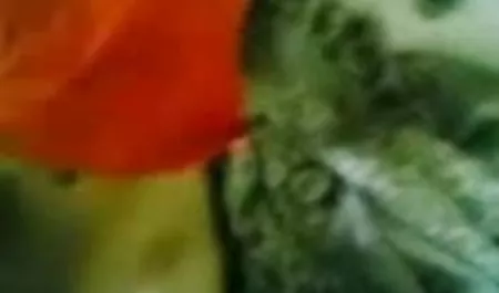 हॉट bf सेक्सी मूवी हिंदी ब्लोंड देता है ब्लोजॉब और बेकार है हार्डकोर