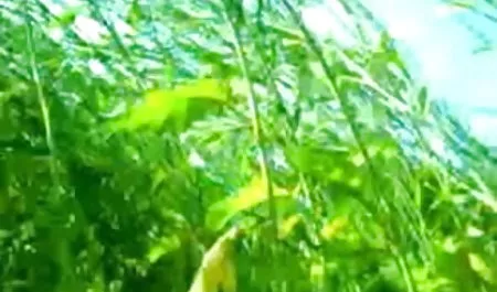 स्लेंडर बेब एलिस मर्चेस हिंदी में सेक्सी वीडियो मूवी जिम में एक गधे नृत्य शिक्षक के साथ गड़बड़ हो जाता है